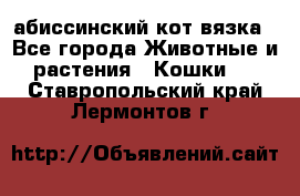 абиссинский кот вязка - Все города Животные и растения » Кошки   . Ставропольский край,Лермонтов г.